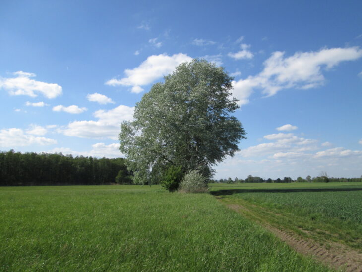 White Poplar - Populus alba