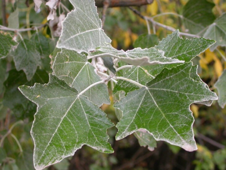 White Poplar - Populus alba