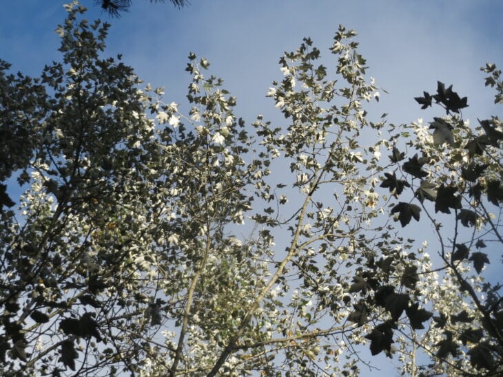 White Poplar - Populus alba