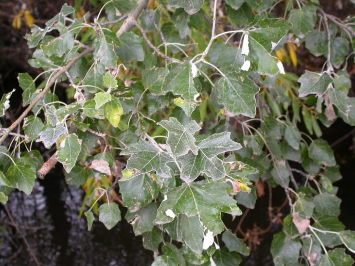 White Poplar - Populus alba