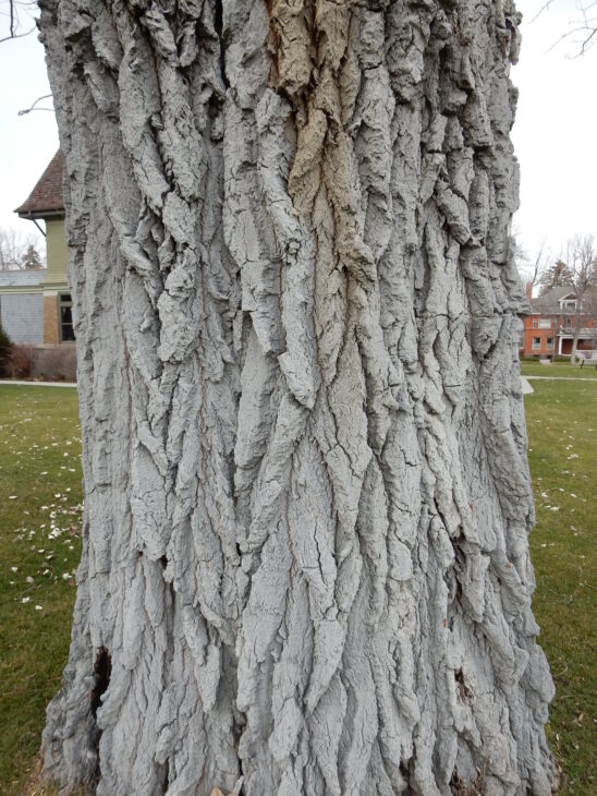 White Poplar - Populus alba