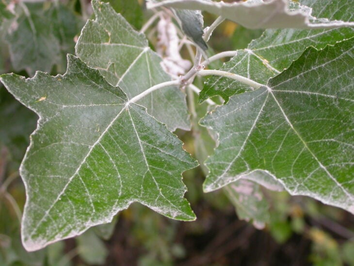 White Poplar - Populus alba