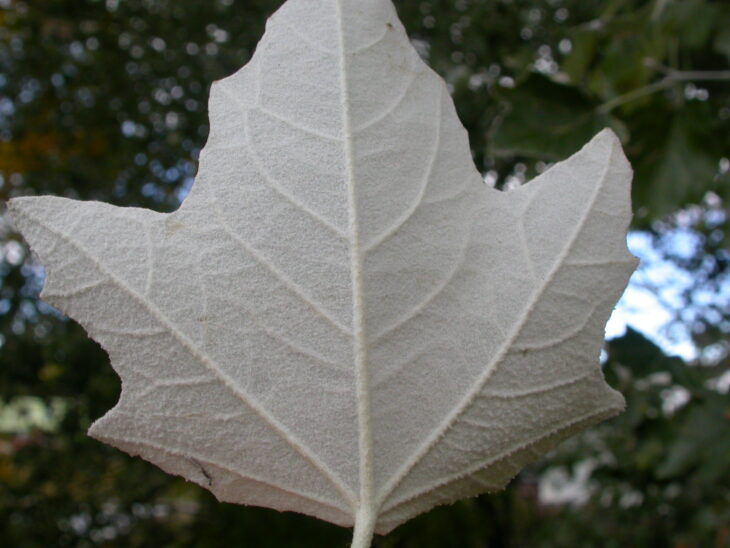 White Poplar - Populus alba