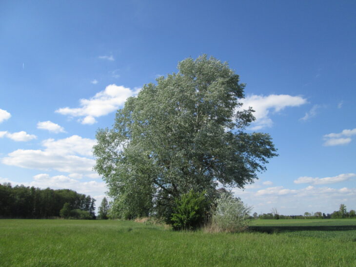 White Poplar - Populus alba