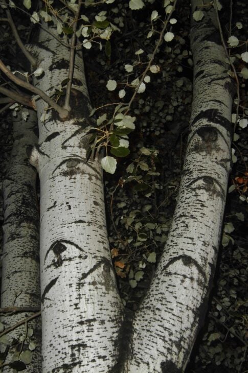 White Poplar - Populus alba