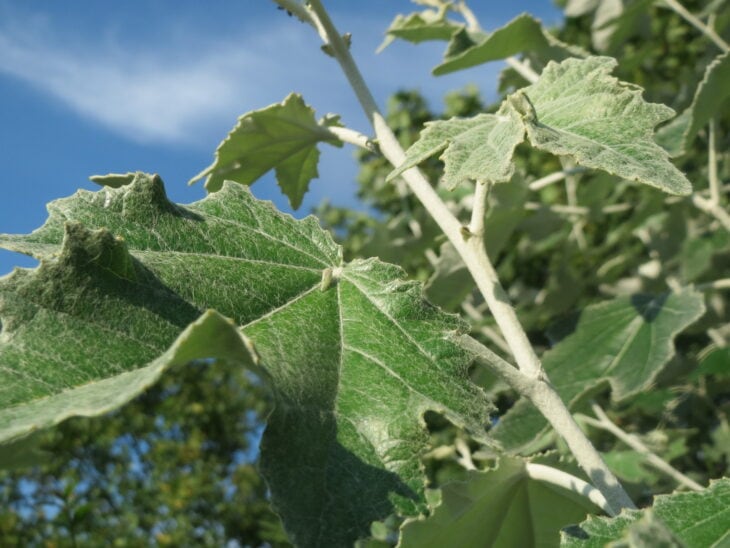 White Poplar - Populus alba