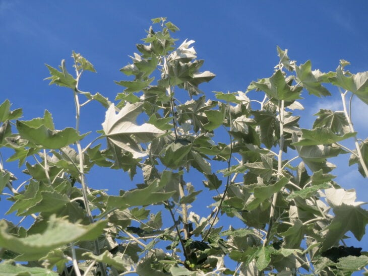 White Poplar - Populus alba