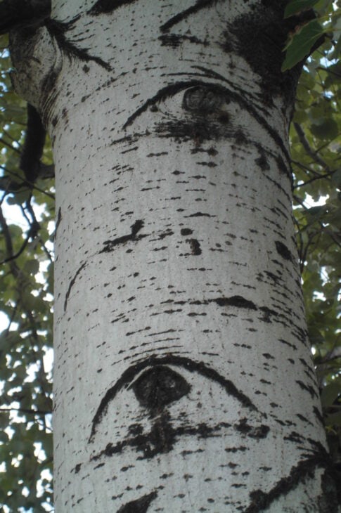 White Poplar - Populus alba