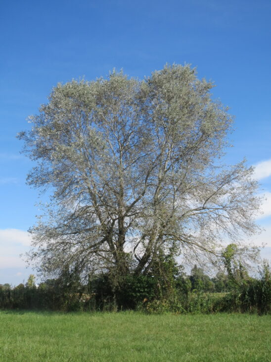 White Poplar - Populus alba