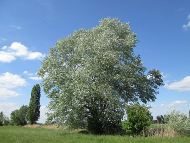White Poplar - Populus alba