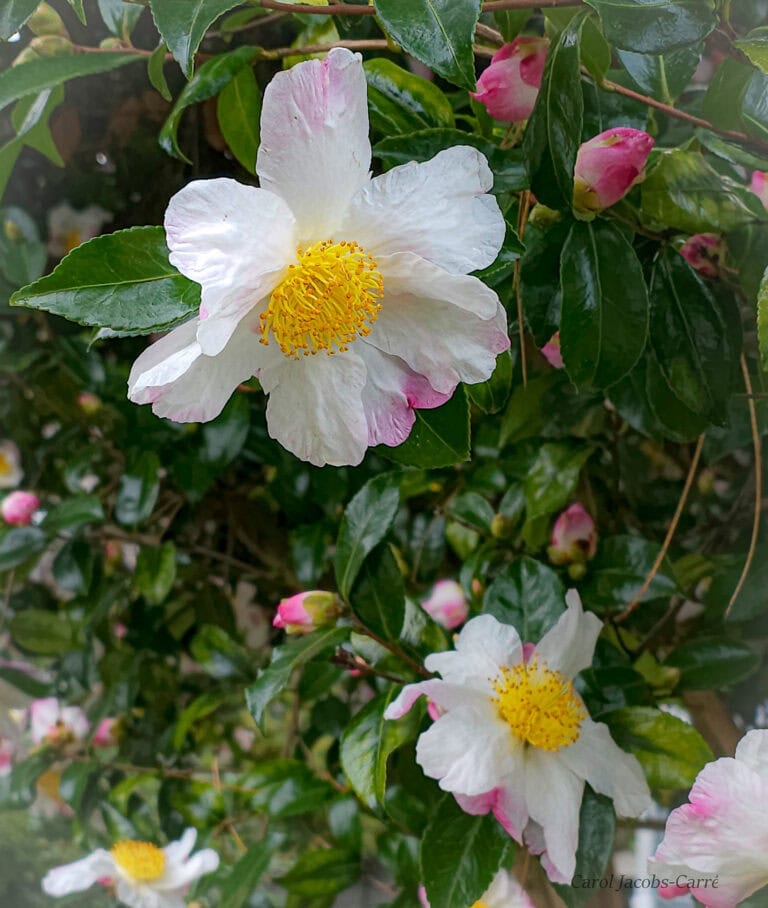 Winter Camellia - Camellia hiemalis