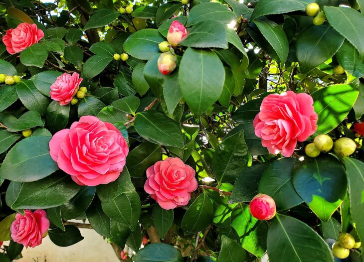 Winter Camellia - Camellia hiemalis