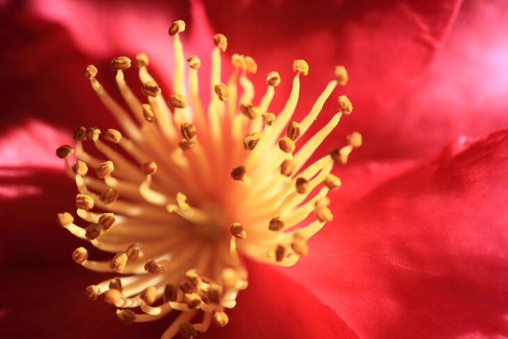 Winter Camellia - Camellia hiemalis