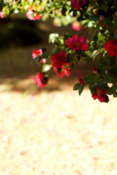 Winter Camellia - Camellia hiemalis