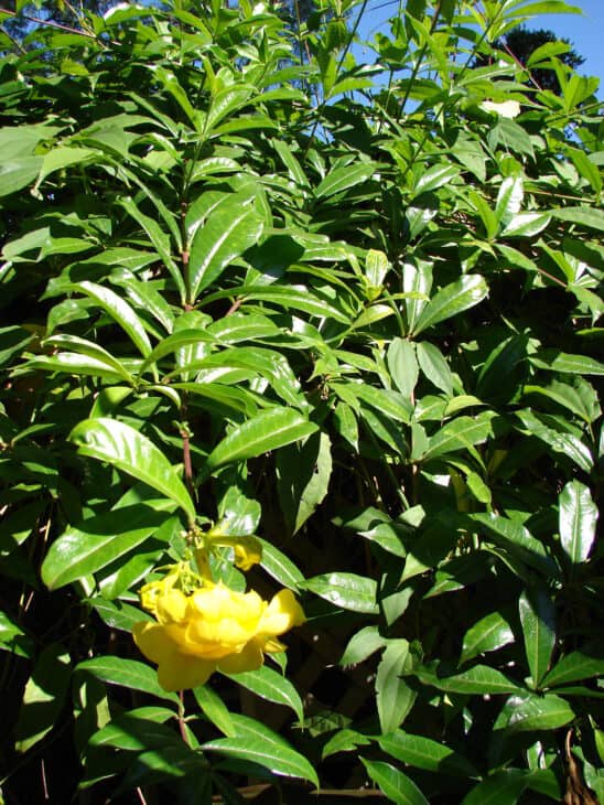 Yellow Allamanda - Allamanda cathartica
