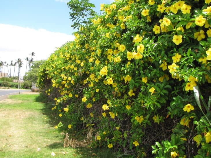 Yellow Allamanda - Allamanda cathartica