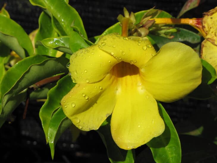 Yellow Allamanda - Allamanda cathartica