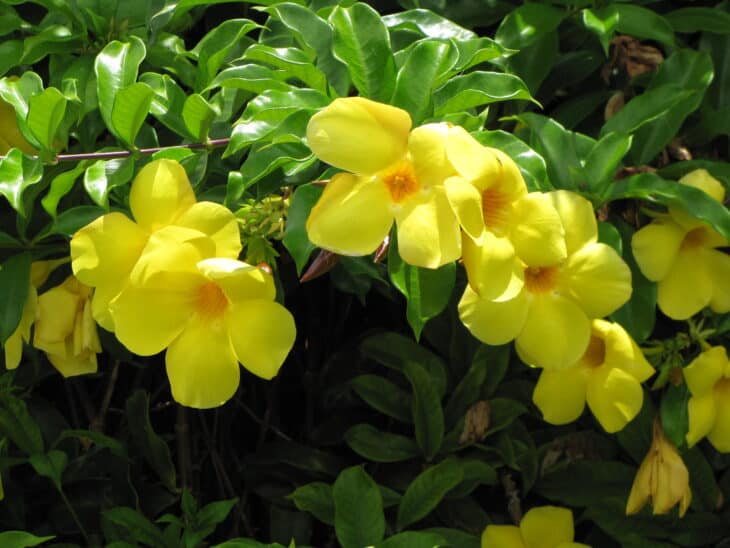Yellow Allamanda - Allamanda cathartica