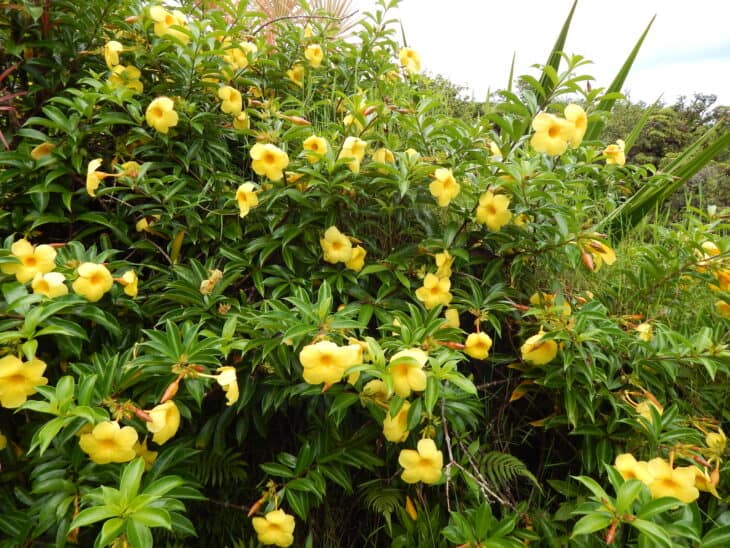 Yellow Allamanda - Allamanda cathartica