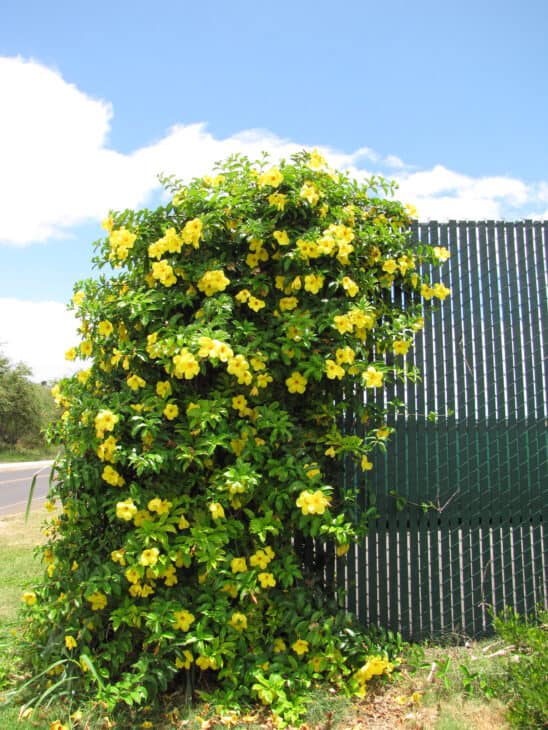 Yellow Allamanda - Allamanda cathartica