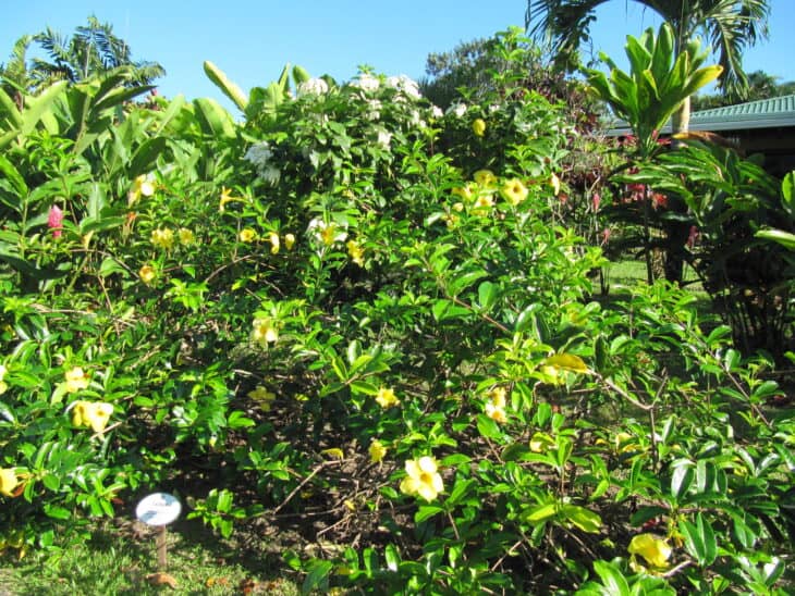 Yellow Allamanda - Allamanda cathartica
