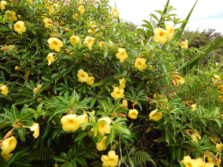 Yellow Allamanda - Allamanda cathartica