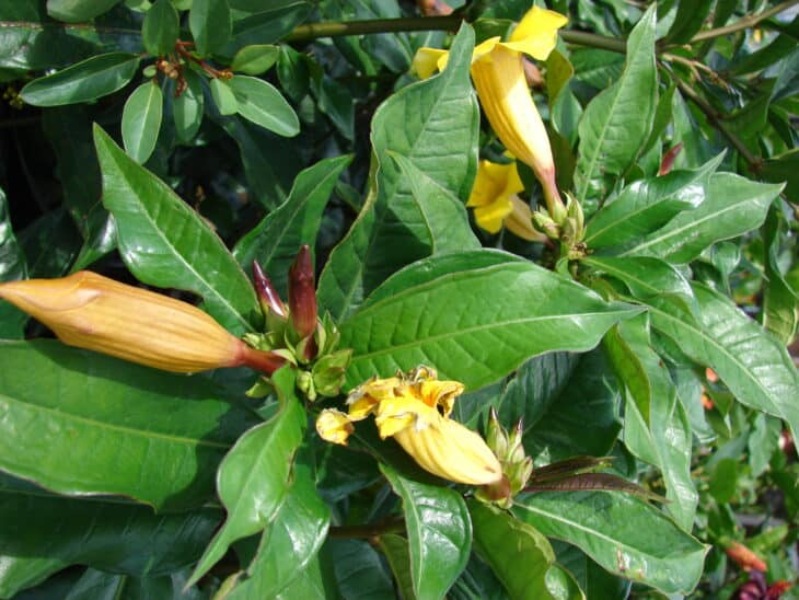 Yellow Allamanda - Allamanda cathartica