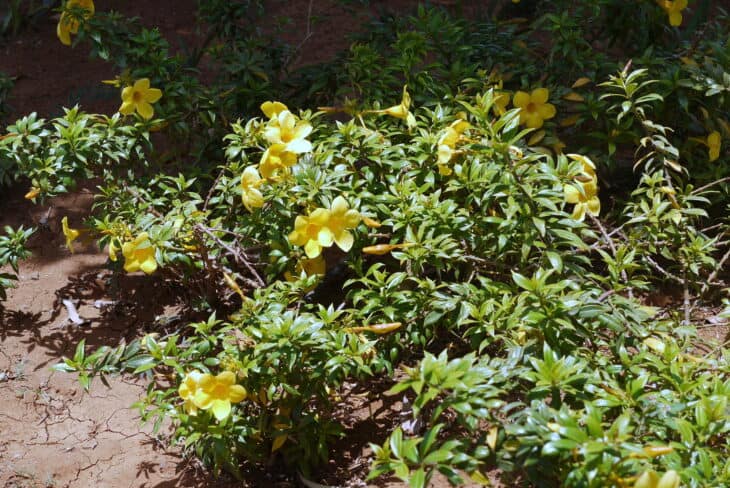 Yellow Allamanda - Allamanda cathartica