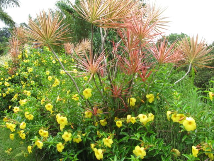 Yellow Allamanda - Allamanda cathartica