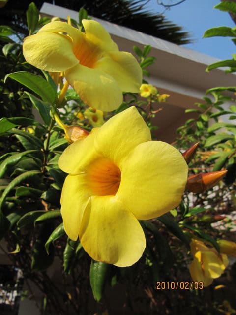 Yellow Allamanda - Allamanda cathartica