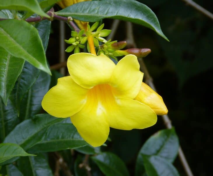 Yellow Allamanda - Allamanda cathartica