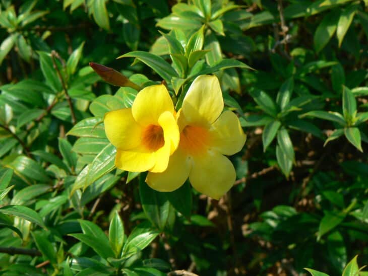 Yellow Allamanda - Allamanda cathartica