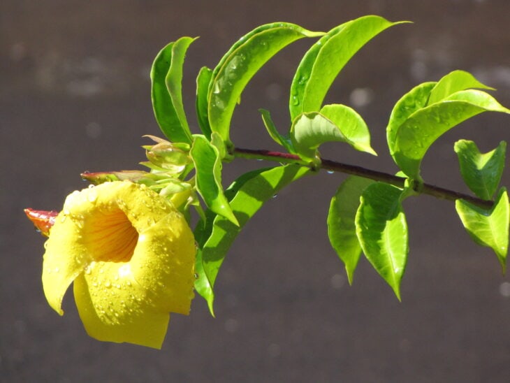 Yellow Allamanda - Allamanda cathartica