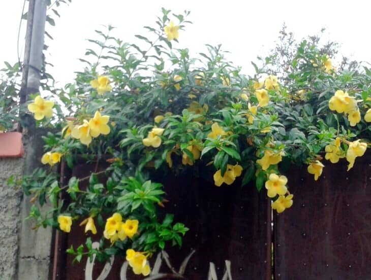 Yellow Allamanda - Allamanda cathartica