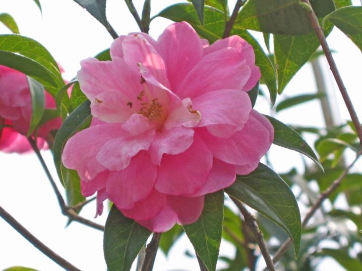 Yunnan Camellia - Camellia reticulata