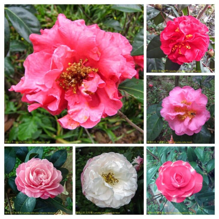 Yunnan Camellia - Camellia reticulata