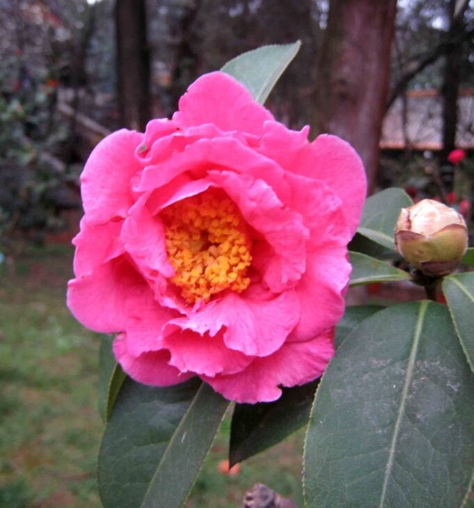 Yunnan Camellia - Camellia reticulata