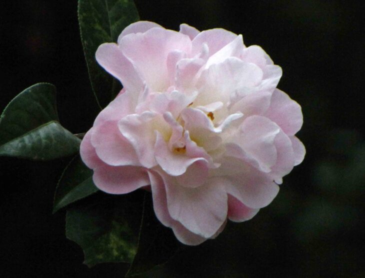 Yunnan Camellia - Camellia reticulata
