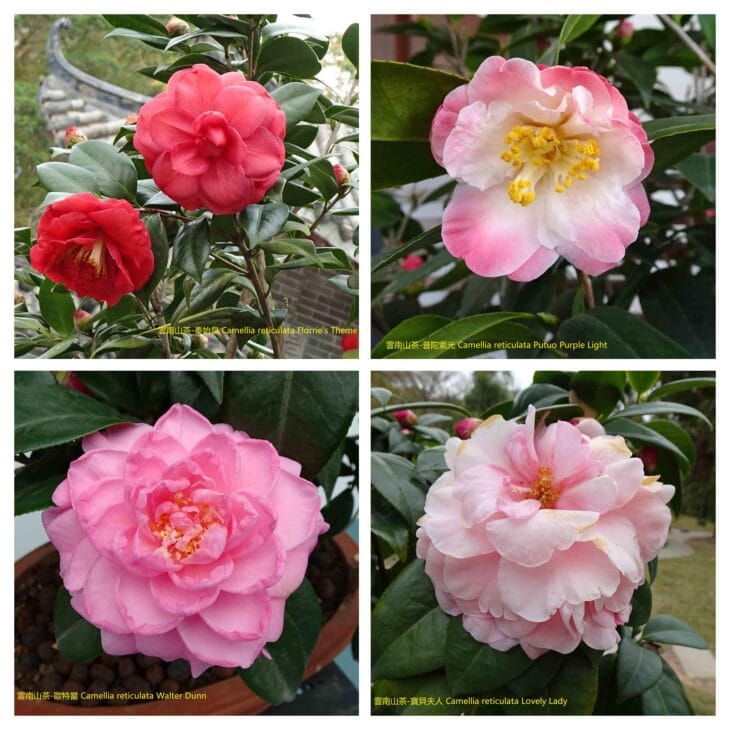 Yunnan Camellia - Camellia reticulata