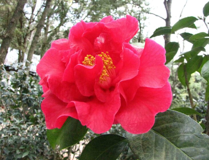 Yunnan Camellia - Camellia reticulata