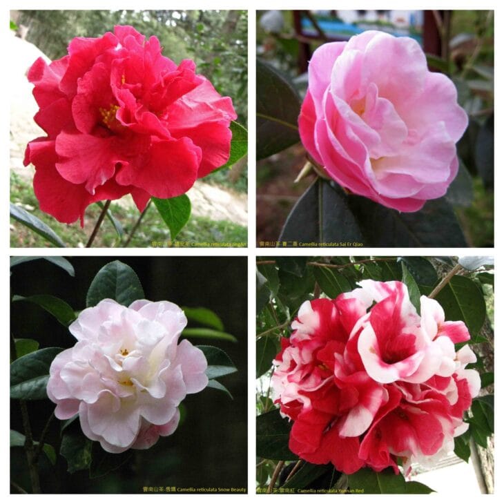 Yunnan Camellia - Camellia reticulata