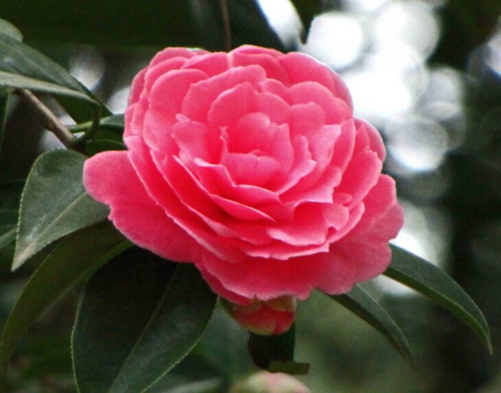 Yunnan Camellia - Camellia reticulata