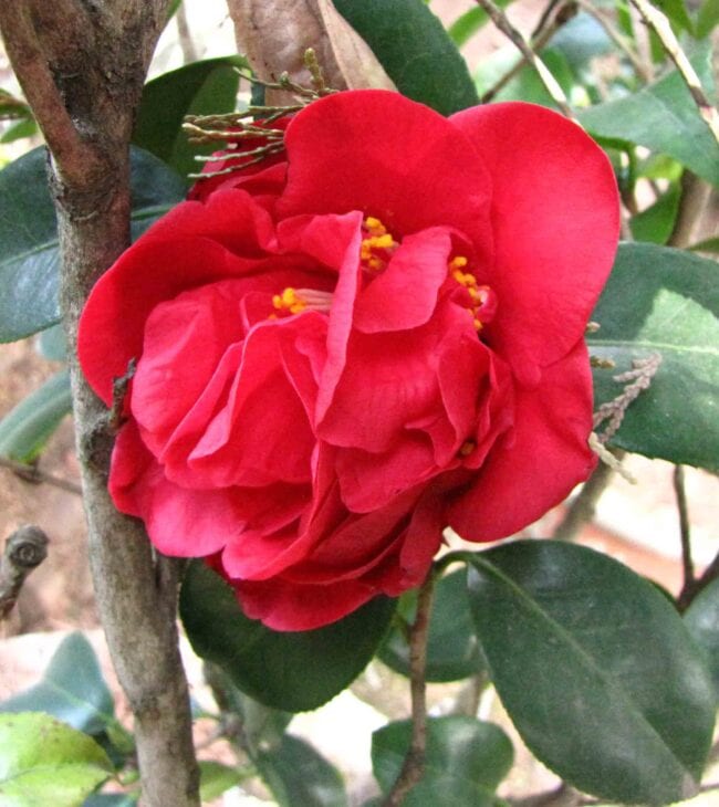 Yunnan Camellia - Camellia reticulata