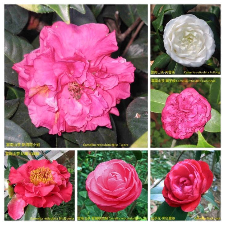 Yunnan Camellia - Camellia reticulata