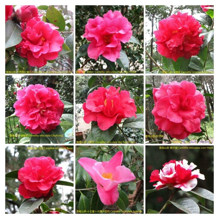 Yunnan Camellia - Camellia reticulata