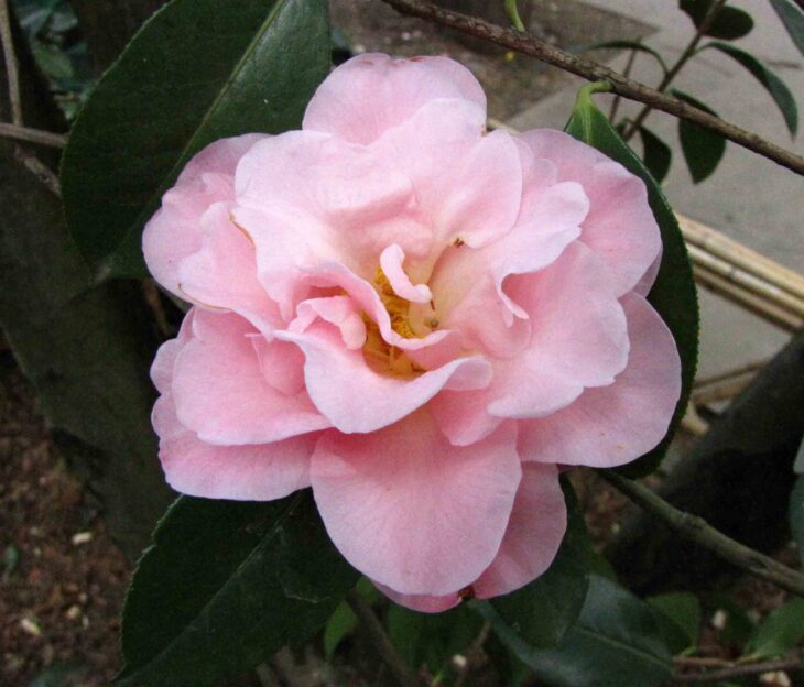 Yunnan Camellia - Camellia reticulata
