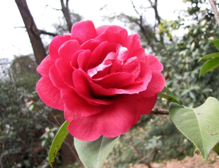 Yunnan Camellia - Camellia reticulata