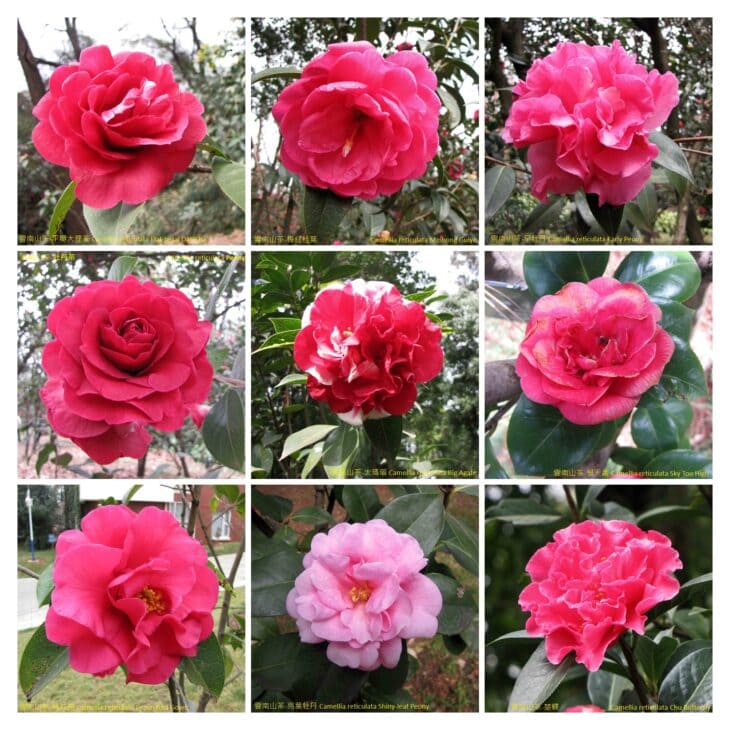 Yunnan Camellia - Camellia reticulata