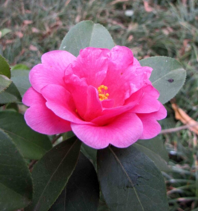 Yunnan Camellia - Camellia reticulata