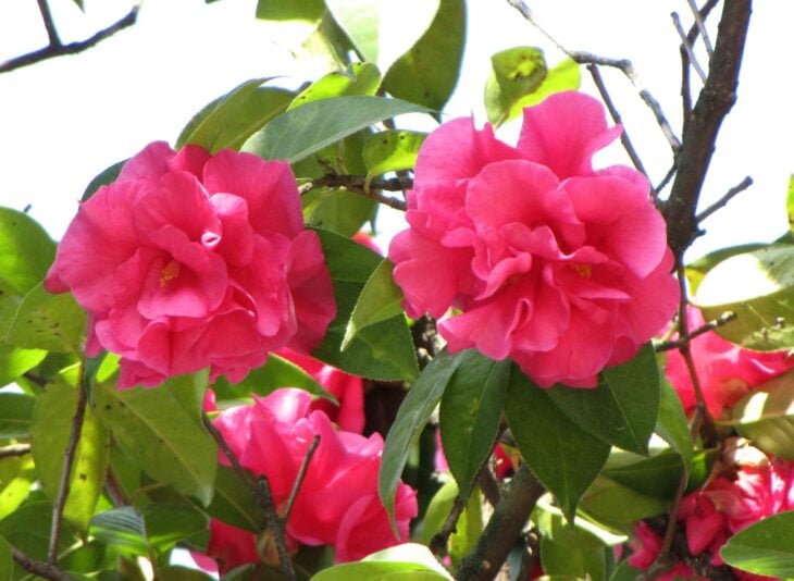 Yunnan Camellia - Camellia reticulata